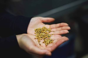 This image shows a pair of hands, holding several malt grains with a dark background