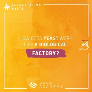 How does Fermentis dry yeast work in a biological Factory? Find out on the next image.