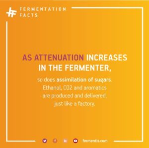 As attenuation increases in the Fermenter so does the assimilation of sugars and aromatics are produced and delivered just like a factory