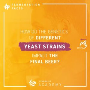 How do the genetics of different Fermentis dry yeast strains impact the final beer?