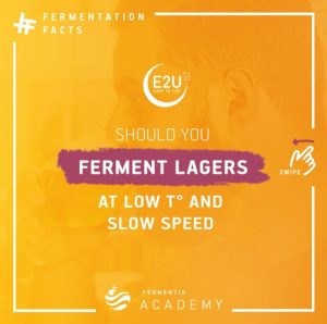 Should you ferment lagers at low temperature and slow speed?