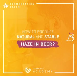 How to produce natural and stable haze in beer?