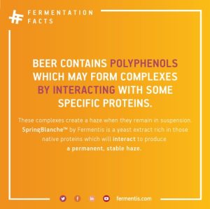 Beer contains polyphenols which may form complexes by interacting with some specific proteins.