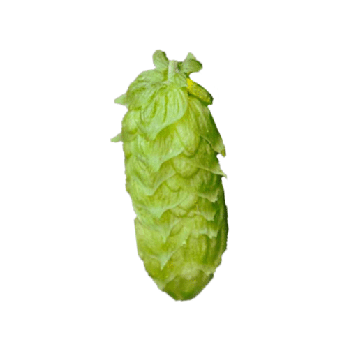 Cashmere hop variety cone image