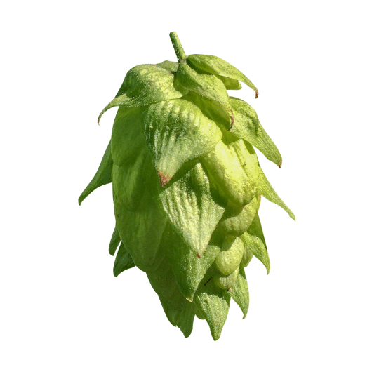Centennial hop variety cone image