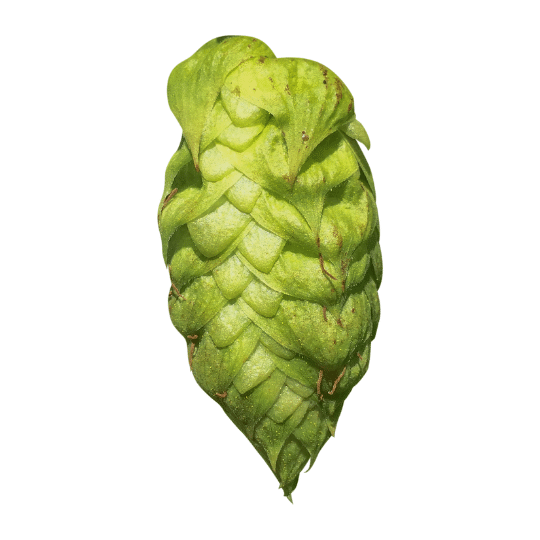 Columbus hop variety cone image