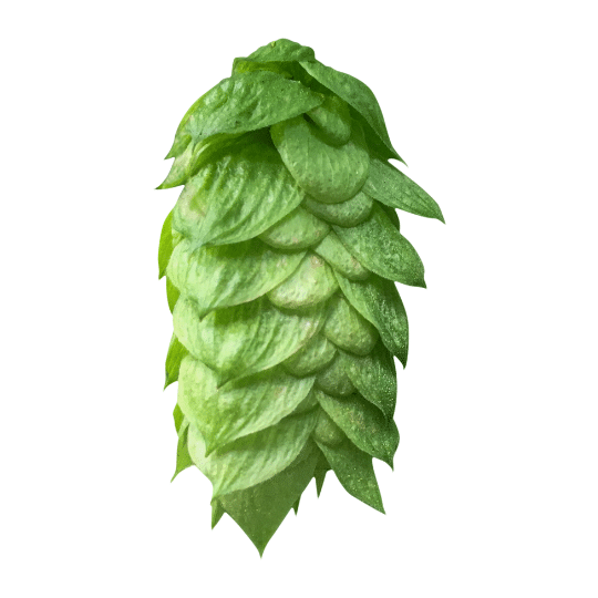 Comet hop variety cone image