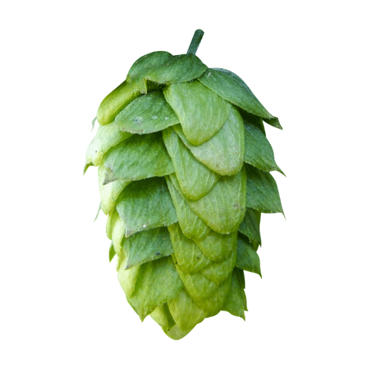 Crystal hop variety cone image