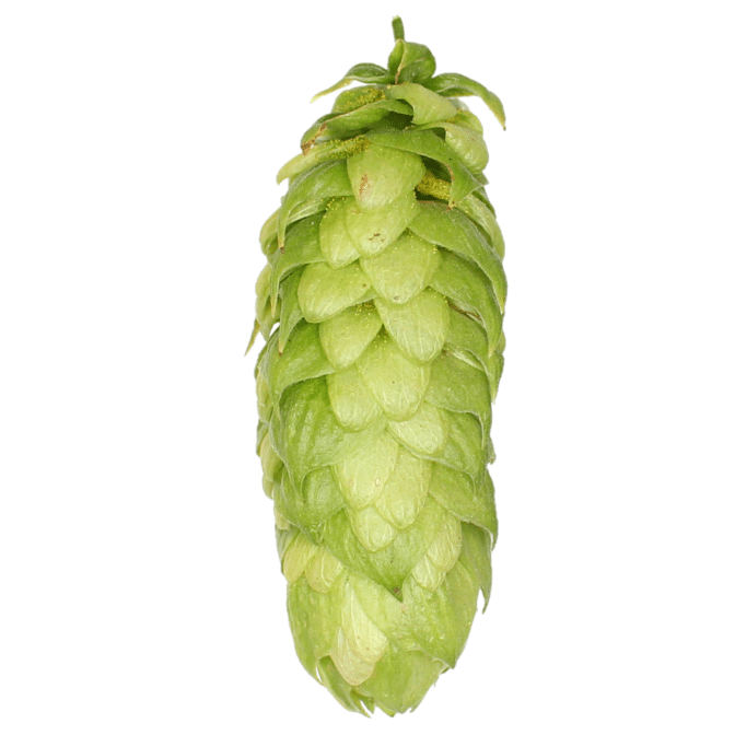 Delta hop variety cone image