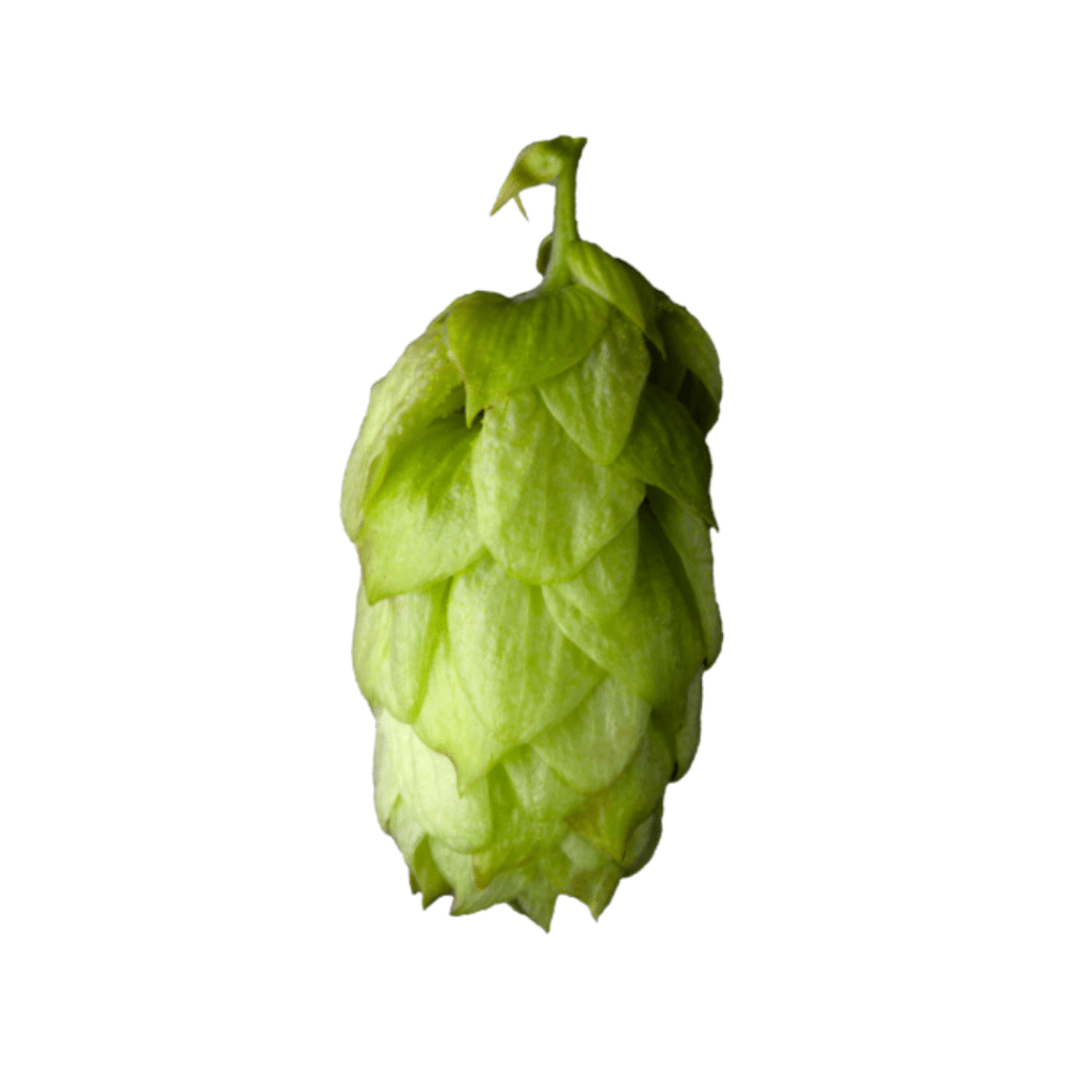This image shows the Junga hop from Poland