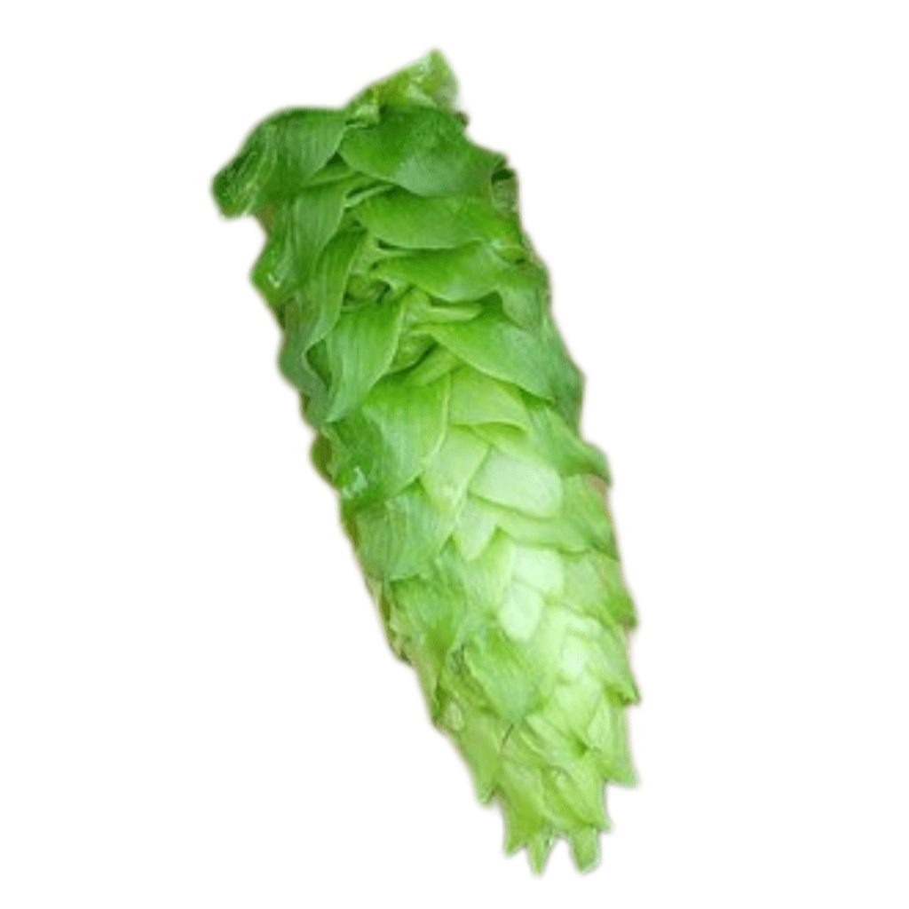 Vista hop variety cone image