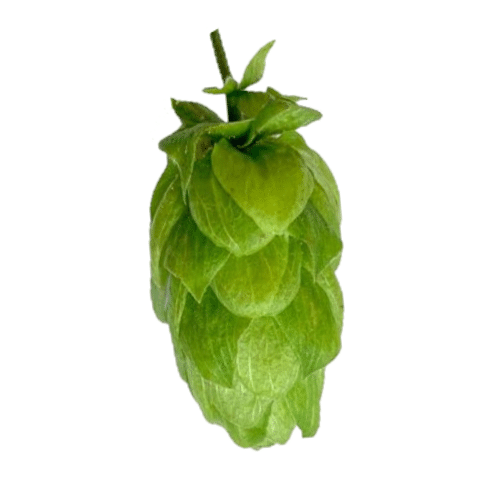 Willamette Hop