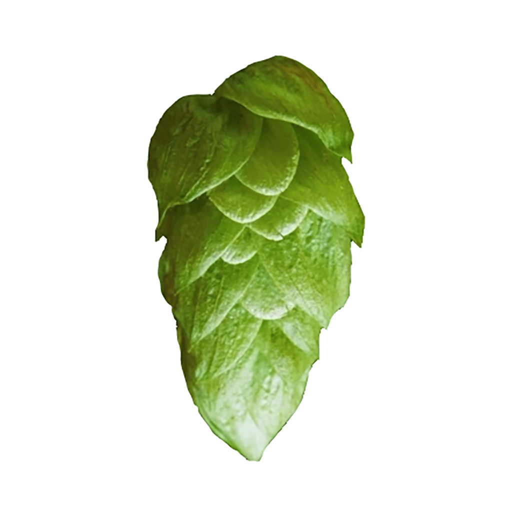 Ekuanot hop variety cone image