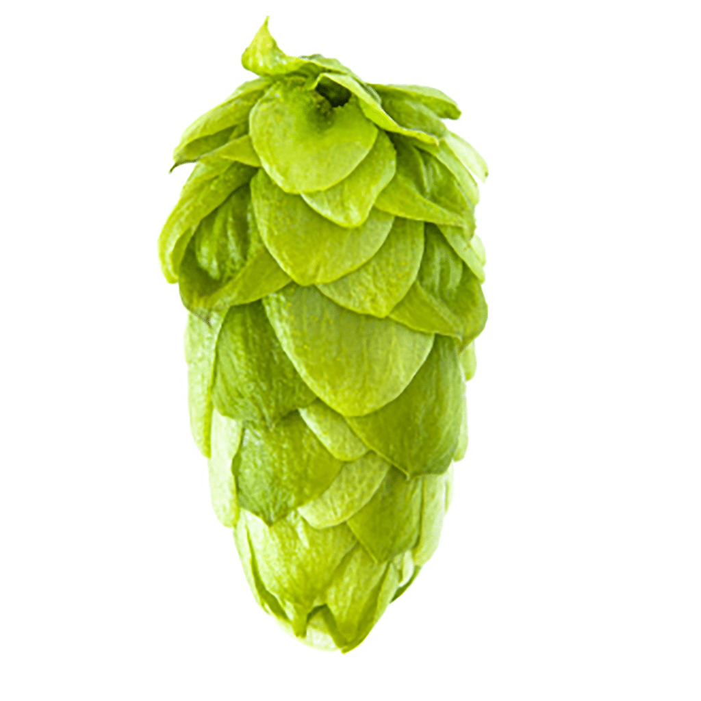 El Dorado hop variety cone image