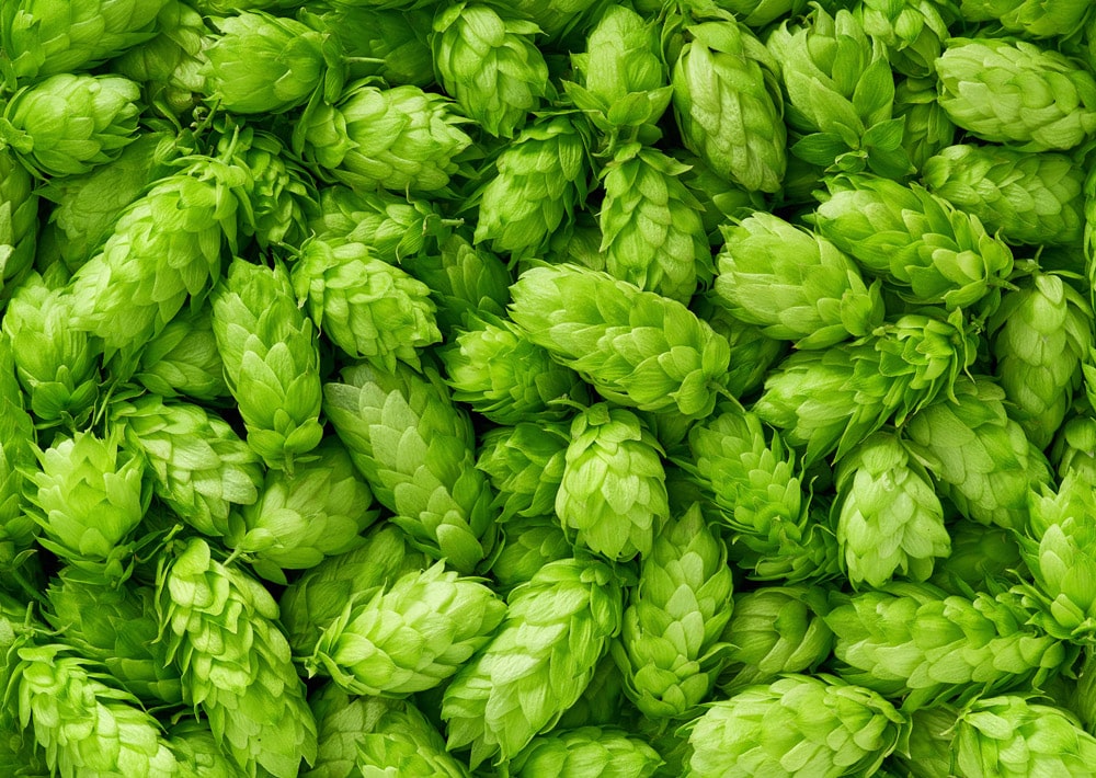 This image shows several bright green hops on display. Get hop samples and hop merchant merchandise from Charles Faram