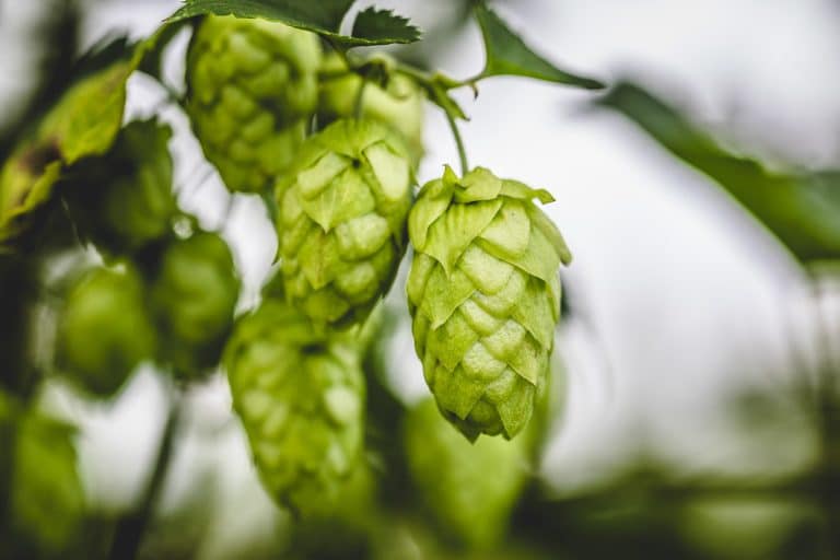 Close-up cascade hop growing on a branch for brewing supplies