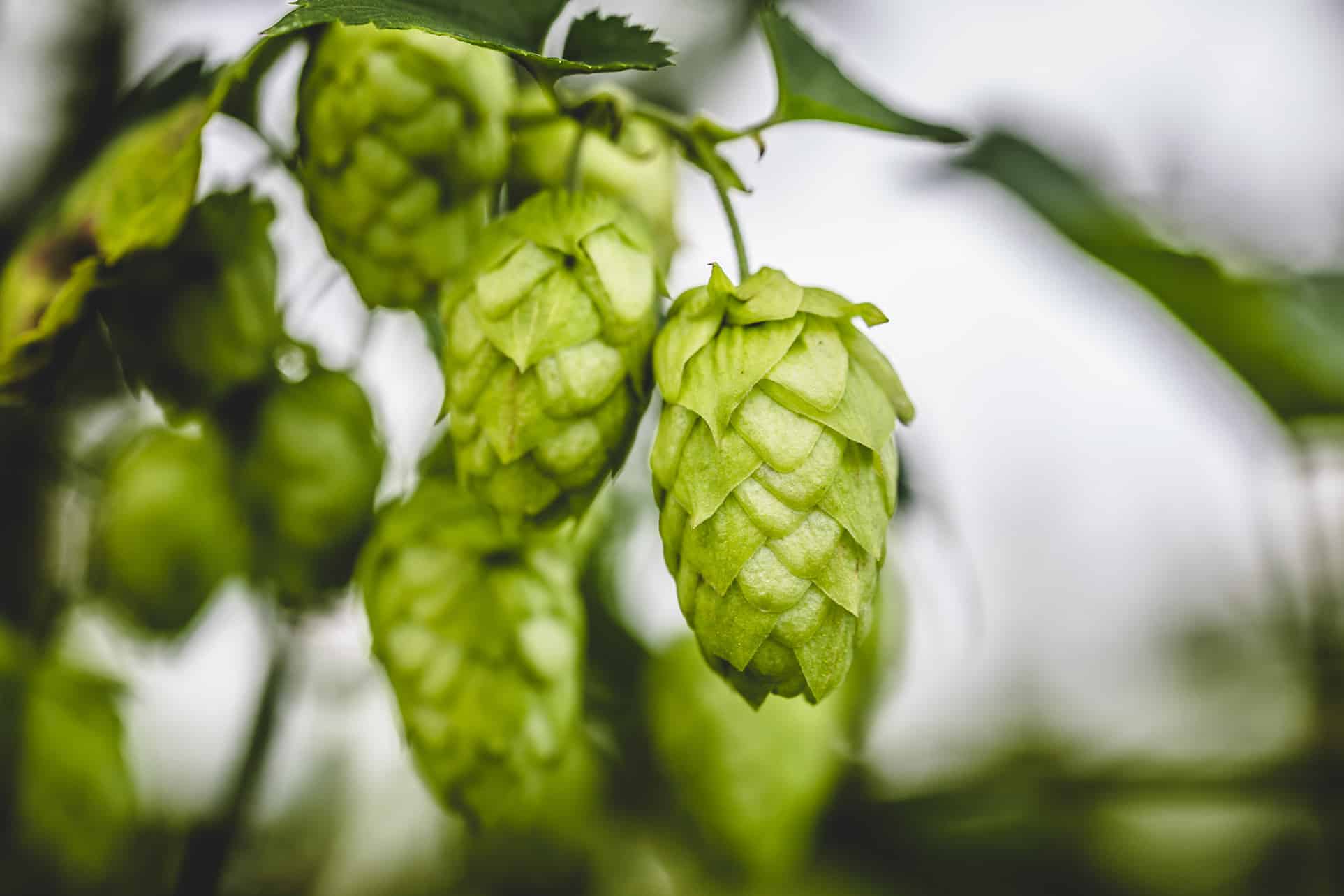Close-up cascade hop growing on a branch for brewing supplies