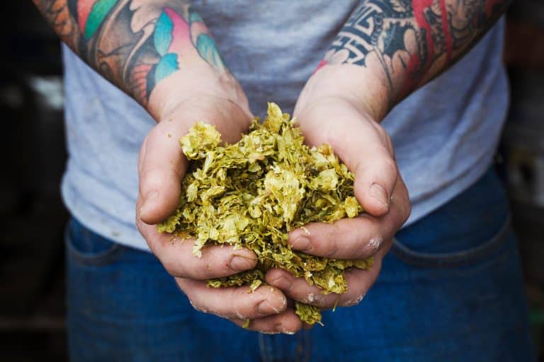 Close-up of a person standing in a brewery holding for hop oils