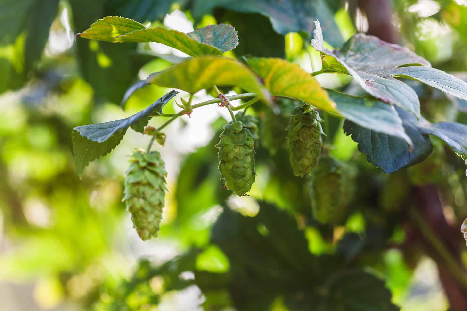 Fresh hop cones for brewery supplies