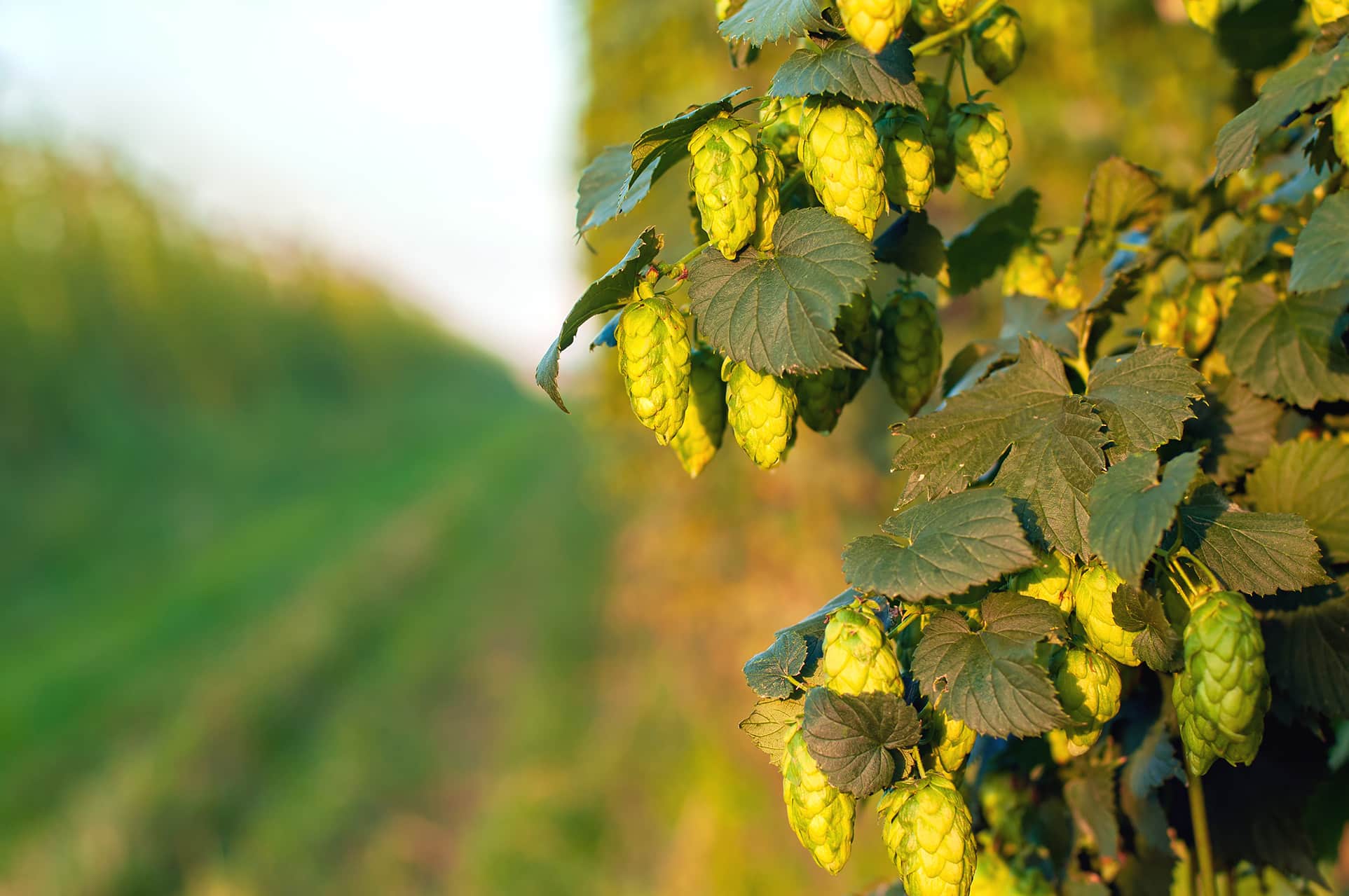 green hops for hop oils