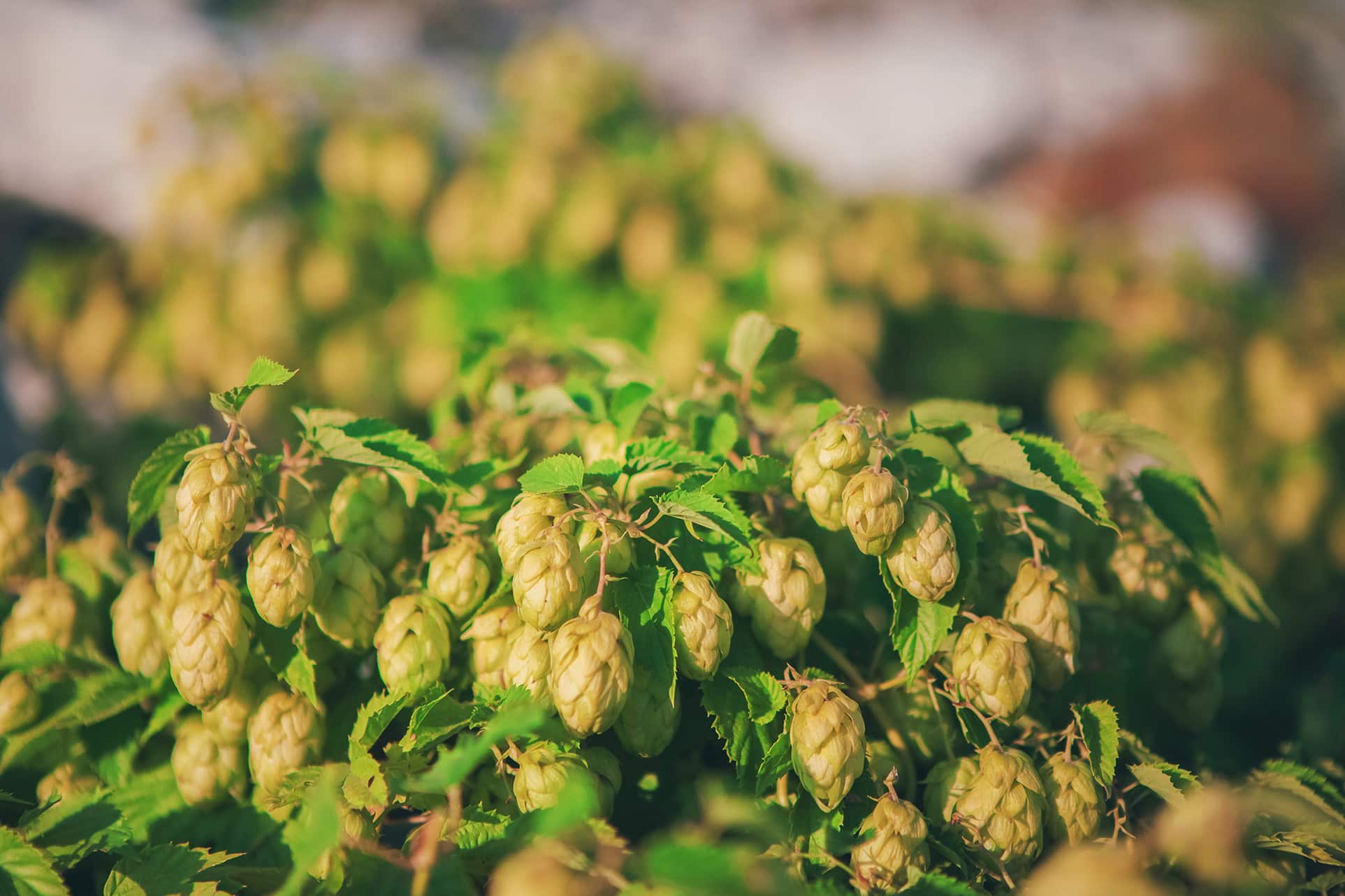 hop bouquet brewing supplies