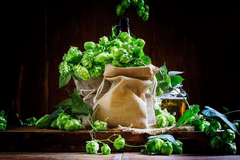 Hops in canvas bags for hop oils