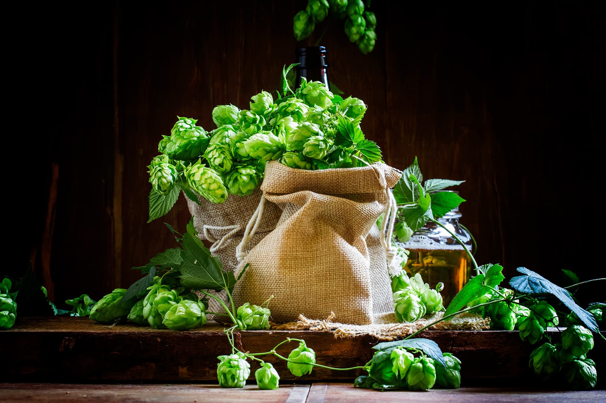 Hops in canvas bags for hop oils