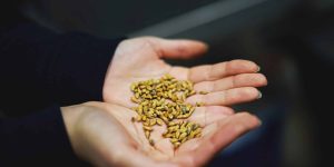 This image shows a pair of hands, holding several malt grains with a dark background. Crisp malt