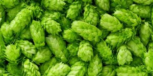 This image shows several bright green hops on display