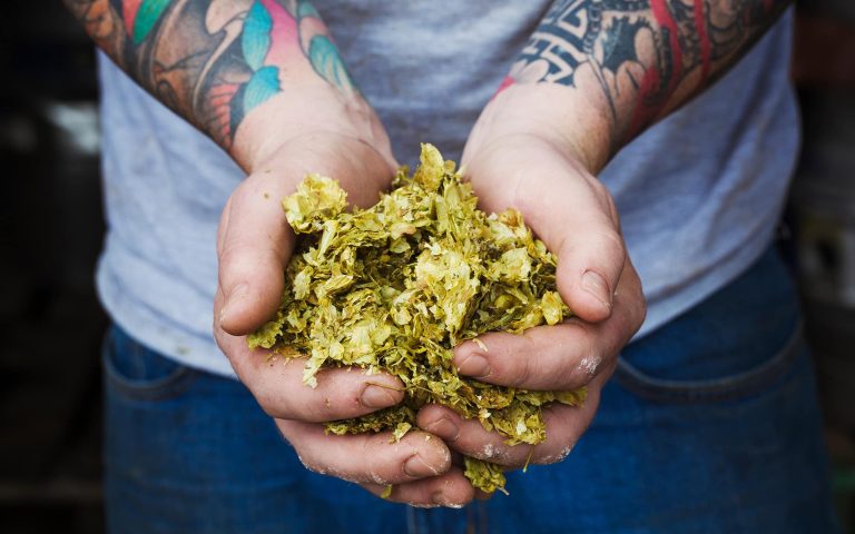 Close-up of a person standing in a brewery holding for hop oils