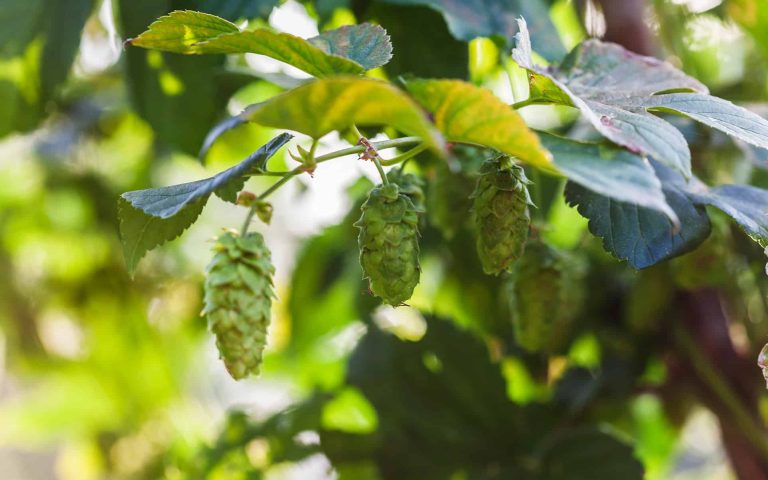 Fresh hop cones for brewery supplies