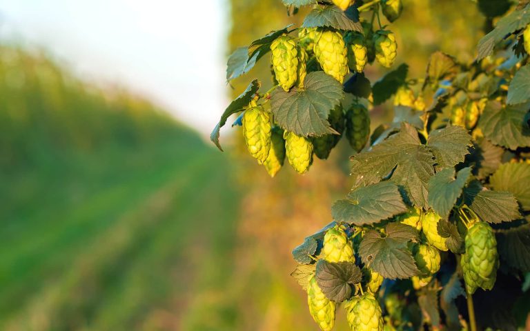 green hops for hop oils