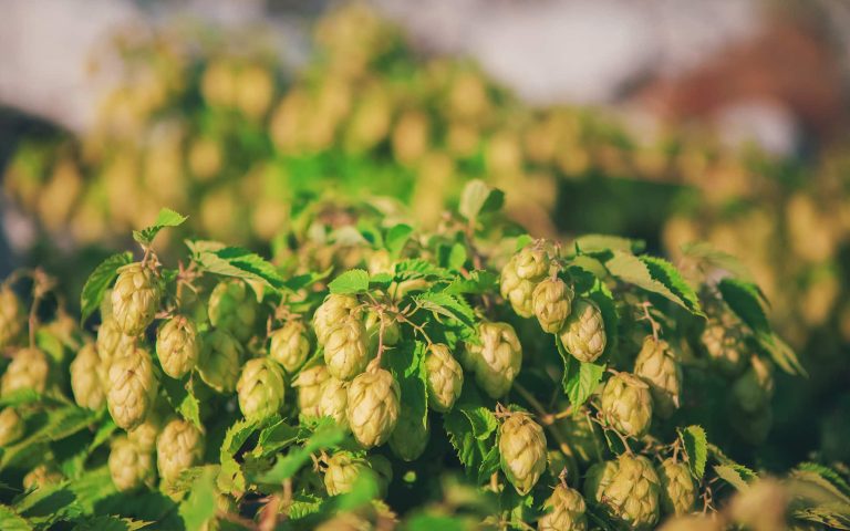 hop bouquet brewing supplies