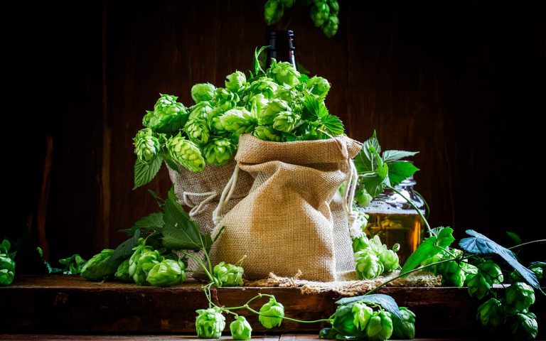 Hops in canvas bags for hop oils